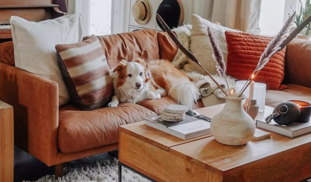 dog lounging on a brown leather sofa with throw pillows and autumn decor