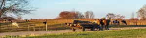 logging wood for amish furniture in rockford, il
