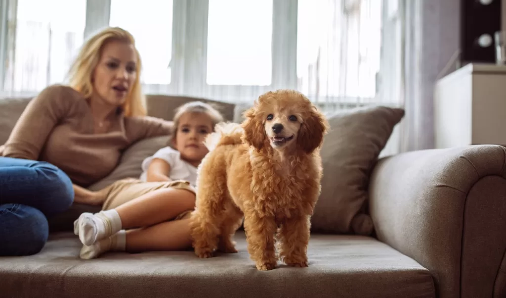 family enjoying special furniture for kids and pets