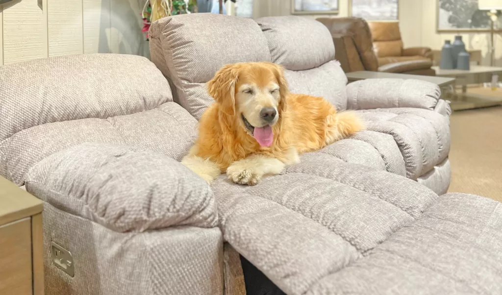 Benny the golden retriever on La-Z-Boy furniture at Benson Stone Co in Rockford,IL