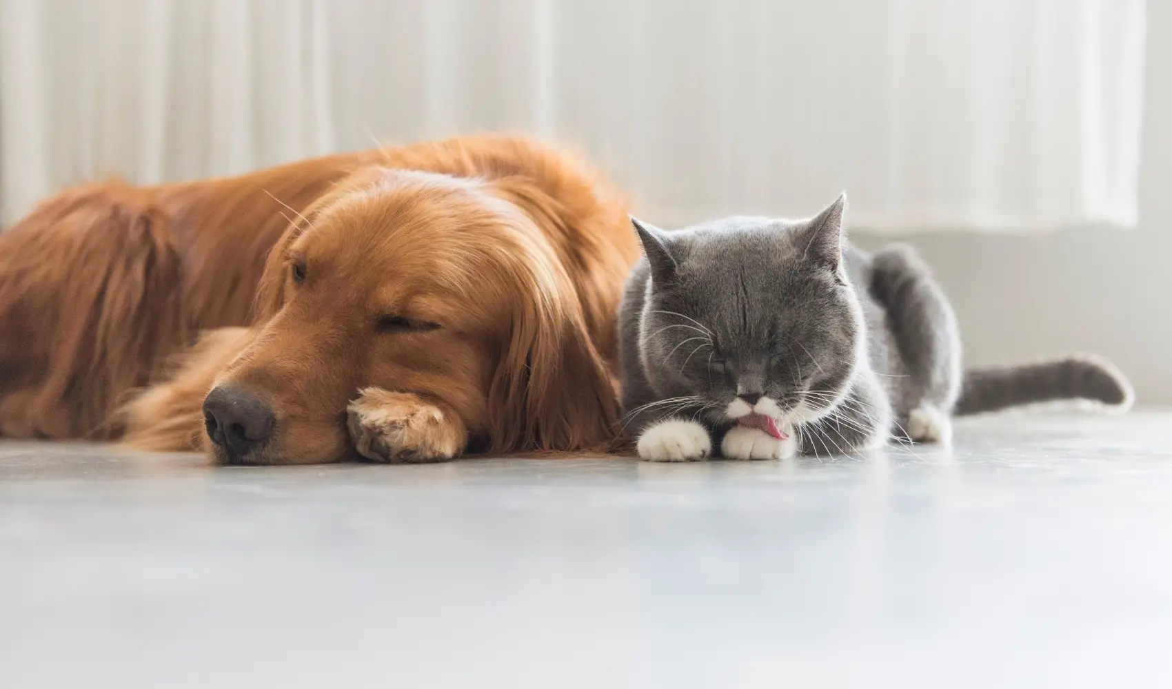 pets sleeping on heated floors