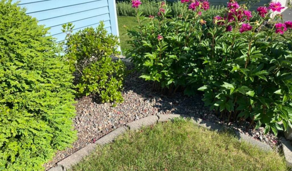 home landscape with gravel around the plants