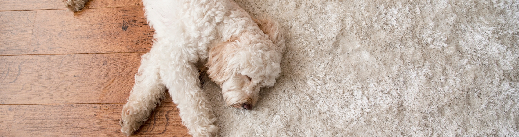 dog napping on white area rug